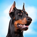 Simulateur de chien Doberman APK