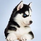 Husky Simulator icon