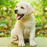 Labrador Simulator icon