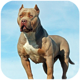 Pitbull Dog Simulator Zeichen