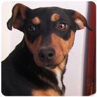 Sons cão icono