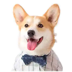 dog stickers icon