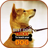 Dog Training App - Best Tricks