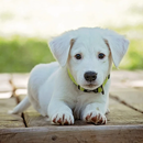 Dog Wallpaper APK