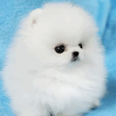 Cute Puppy & Dog Wallpapers HD aplikacja