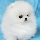 Cute Puppy & Dog Wallpapers HD icône