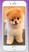 Cute Puppy & Dog Wallpapers HD الملصق