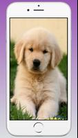 Cute Puppy & Dog Wallpapers HD capture d'écran 1