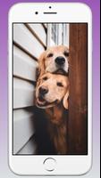 Cute Puppy & Dog Wallpapers HD 스크린샷 2