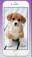 برنامه‌نما Cute Puppy & Dog Wallpapers HD عکس از صفحه