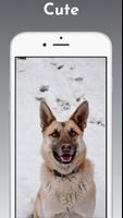 German Shepherd Wallpaper Affiche