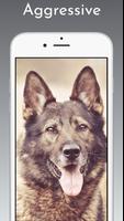 German Shepherd Wallpaper imagem de tela 1