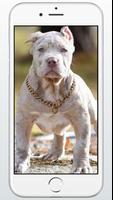Pitbull Dog Puppies Wallpaper poster