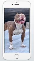 Pitbull Dog Puppies Wallpaper capture d'écran 1