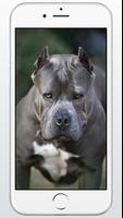 Pitbull Dog Puppies Wallpaper capture d'écran 3