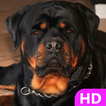 Rottweiler Dog Wallpaper HD 4k أيقونة
