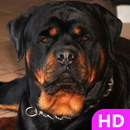 Rottweiler Dog Wallpaper HD 4k aplikacja