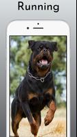 Rottweiler Dog Wallpaper HD 4k imagem de tela 3