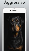 Rottweiler Dog Wallpaper HD 4k Affiche