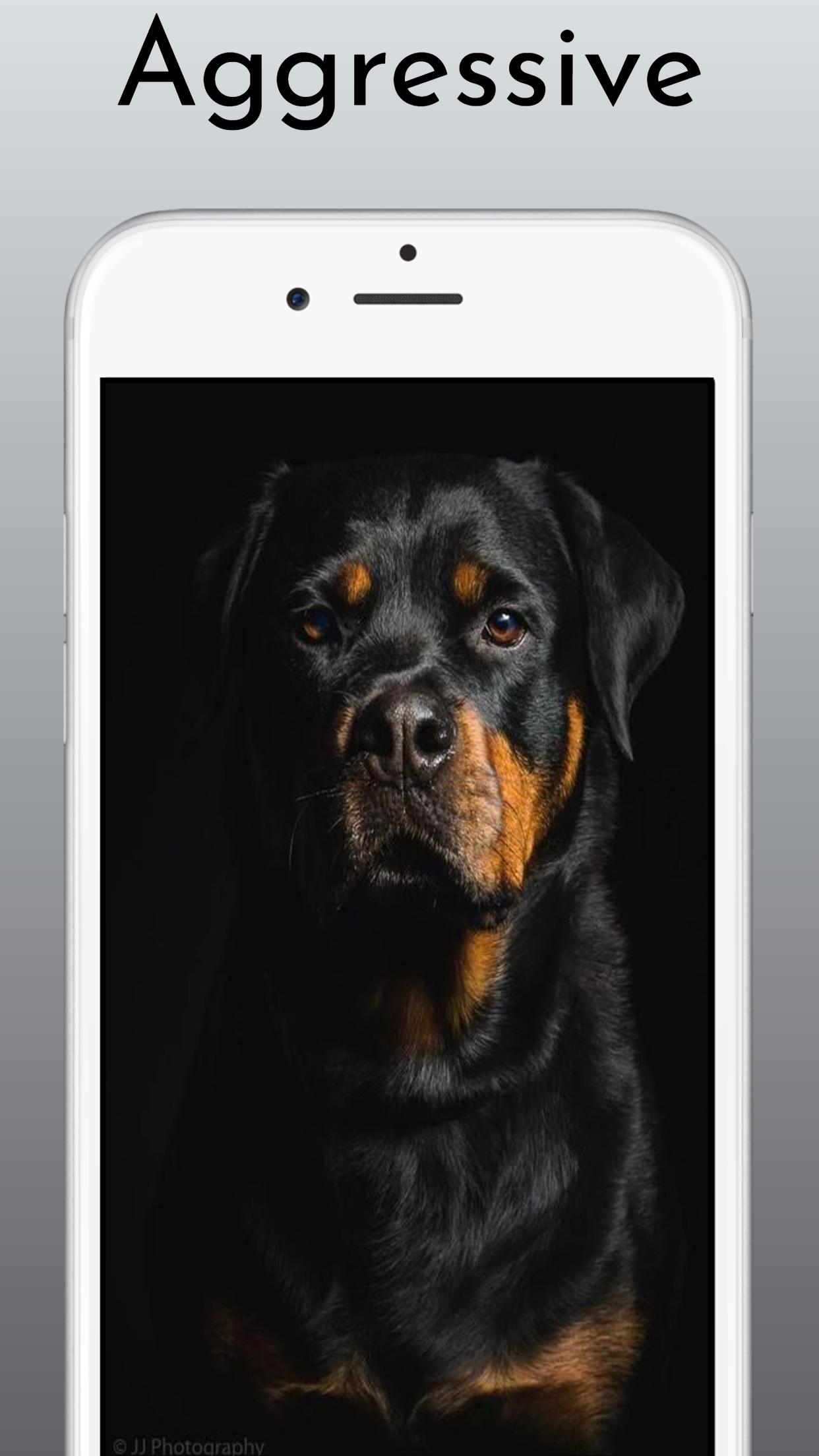 Rottweiler Dog Wallpaper HD 4k APK pour Android Télécharger