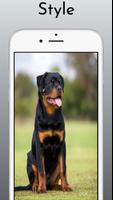 Rottweiler Dog Wallpaper HD 4k screenshot 1