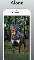 Rottweiler Dog Wallpaper HD 4k imagem de tela 2