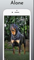 Rottweiler Dog Wallpaper HD 4k screenshot 2