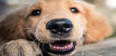 Dog Whistle Sound Buttons with High Frequency