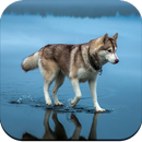 Dog Wallpaper HD APK