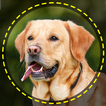 Hunderassen Scanner & Finder