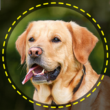 Dog Breed Scanner Dog Breed ID