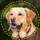 Dog Breed Scanner Dog Breed ID ikon
