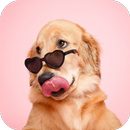 Dog Breed Scanner Dog Breed ID APK