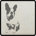 Know and choose dog breed