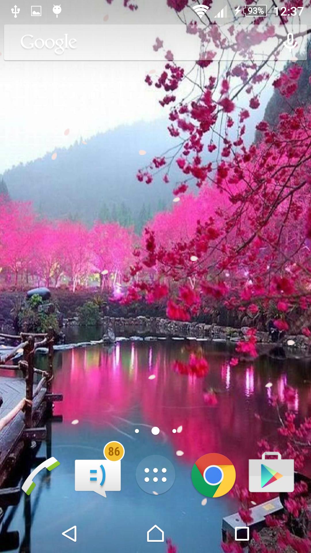 Sakura, hoa anh đào, là biểu tượng của sự thanh khiết và tình yêu. Hãy thưởng thức hình ảnh về nó để cảm nhận rõ nét vẻ đẹp thiên nhiên tuyệt vời này.