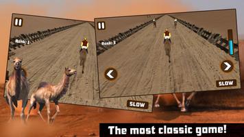 Camel Racing penulis hantaran