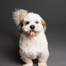 APK dog wallpapper