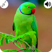 Parrot Sound ไอคอน