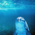 Dolphin Info