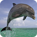 Dolphin Wallpaper HD APK