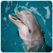 Dolphin photos Frames