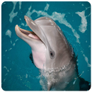 Cadres photos de dauphins APK