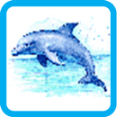 Dolphin Pixel Number APK