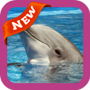 Dolphin2 Wallpaper APK