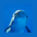 cute Dolphin Wallpaper UHD