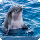 🐬 Cute Dolphin Wallpaper 🐬 APK