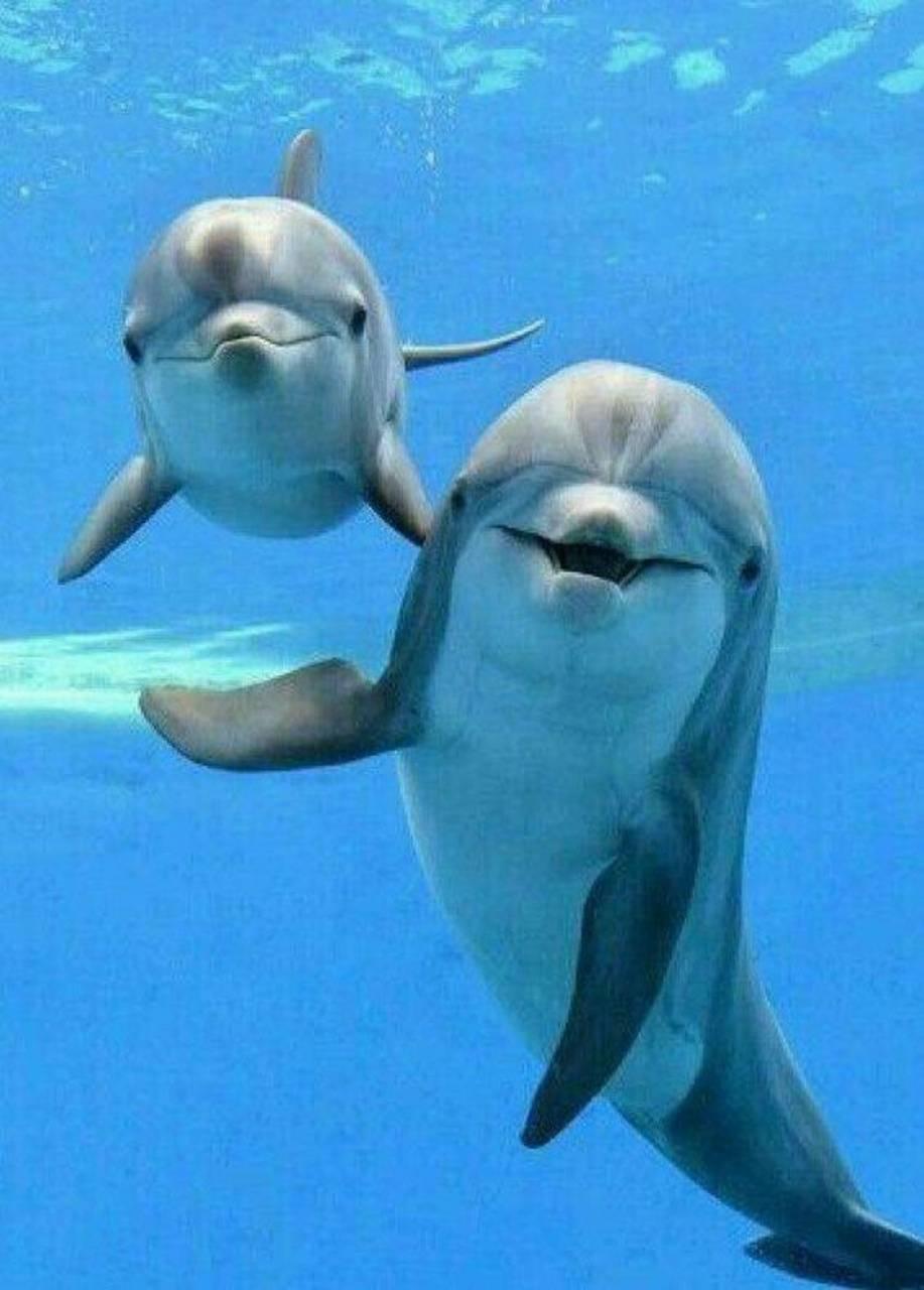 🐬 Cute Dolphin Wallpaper 🐬 APK do pobrania na Androida 🐬 Cute Dolphin Wallpaper 🐬 APK do pobrania na Androida