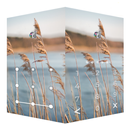 AppLock Live Theme Reeds APK