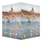 AppLock Live Theme Reeds आइकन