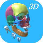 Dental Anatomy & Skull icon